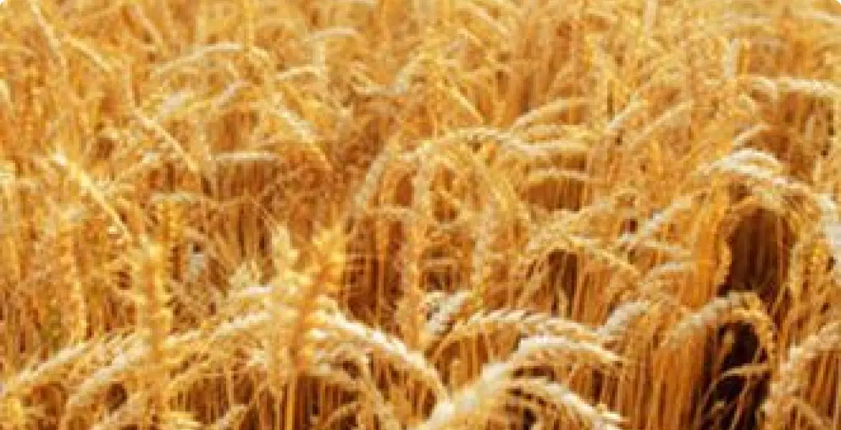agroalimentaire